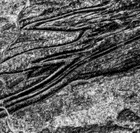 B/W Landsat stereo image (A) of the Blue Mountain area just north of Harrisburg, Pennsylvania.