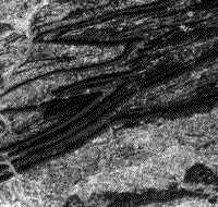 B/W Landsat stereo image (B) of the Blue Mountain area just north of Harrisburg, Pennsylvania.