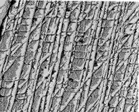 Electron microscope image of quartz grain from a Sedan sandstone. 