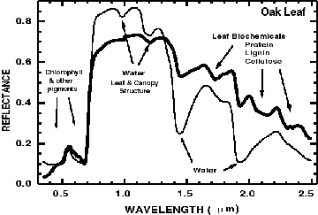 Spectral curve diagram for a healthy oak leaf in the VNIR range.