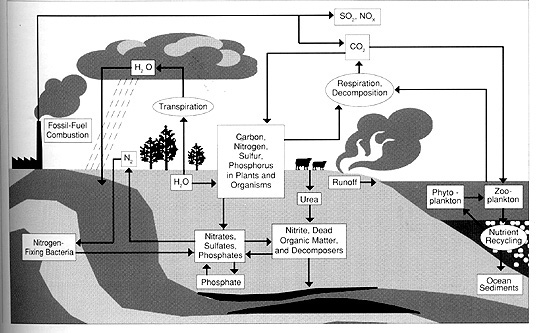 Biogeochemical Cycle diagram.