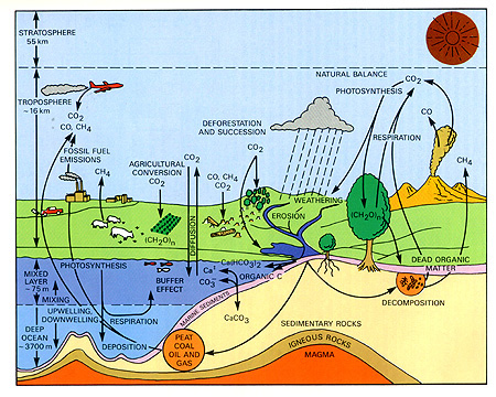 Carbon Cycle diagram.