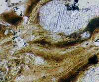 Color photomicrograph of the breccia from the Ries crater in Bavaria.