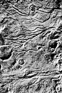 B/W Viking Orbiter image showing significant water activity as evidenced by the types of dendritic channelling (A).