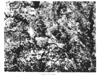 Subscene of the first B/W Landsat-1 image - Dallas, Texas.