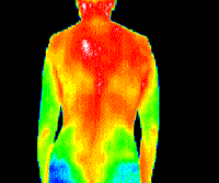 Colorized thermogram of a naked human (from the back).