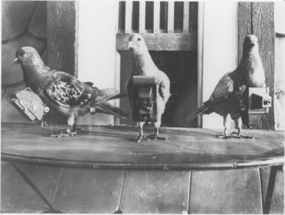 Pigeon fleet used in Europe by balloonists in the 1840's.