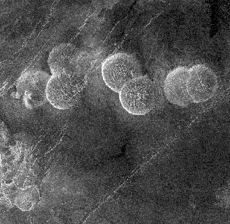 B/W Magellan image of domical hills on the plains in the Alpha Regio area on Venus.